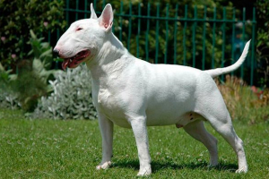 Зовнішній вигляд, поведінка та зміст бультер'єра Зовнішній вигляд, поведінка та зміст бультер'єра